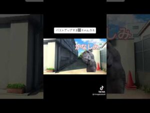 バストアップする猫ちゃんたち　#美容 #cat #猫ミーム #バストアップ