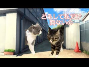 猫ミームの日常　#バストアップ #美容 #猫ミーム #猫