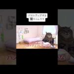 バストアップする猫ちゃんたち② #cat #バストアップ #猫ミーム