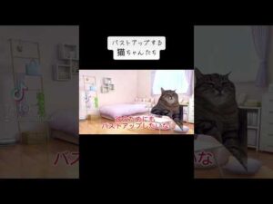 バストアップする猫ちゃんたち② #cat #バストアップ #猫ミーム