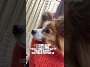 津田沼店松本まおの自己紹介🌸 #ミラクルバスト #バストケア #エステティシャン#shorts