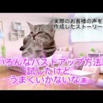 感動の最終回〜バストアップする猫ちゃんたち #猫ミーム #猫マニ #美容 #バストアップ