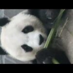 2018年7月20日竹を食べるパンダのバストアップ