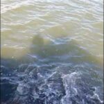 SYDNEY BUST-UPS #urbanfishing #sydney #ultralightfishing #trending #viralshorts #shorts