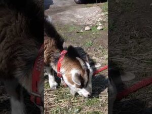 バストアップ、メェーちゃん。