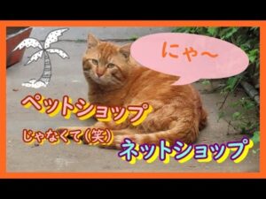 ベトナム料理で☆バストアップ食品販売店が七夕の日オープン♪