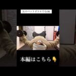 【重力に逆らえ】バストアップや形改善に #training  #筋トレ #ダンベルフライ